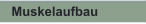 Muskelaufbau